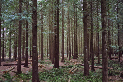 Forst bei Gadow, Hagen Hoffmann Kulturlandschaften -  Die Prignitz, eine Region im Wandel